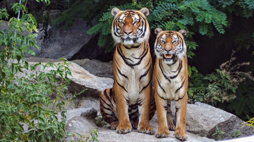 Érdekességek a tigrisekről